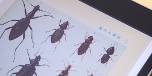 原色千種昆虫図譜-図版